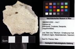 Foto (Objket + Etiketten) von Coelopus sp. 